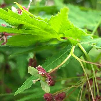 もみじの花の投稿画像一覧 Greensnap グリーンスナップ