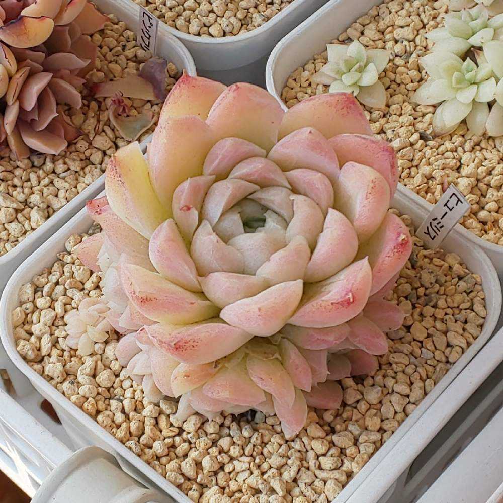 ☆多肉植物 エケベリア 韓国 S448ヒューミリス30個 観葉植物