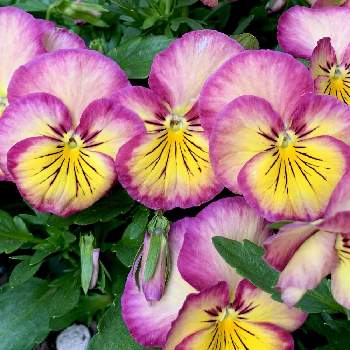 虹色スミレの画像 by Stella⭐️さん | 小さな庭と虹色スミレとピンクと黄色とモリモリ！とピンク❤︎ピンクとピンクのお花と可愛いと花のある暮らし