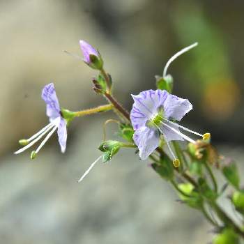 ミヤマクワガタの投稿画像一覧 Greensnap グリーンスナップ