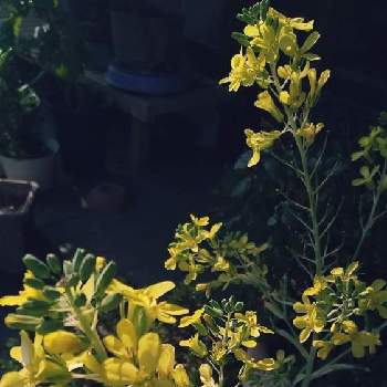 葉牡丹のお花の画像 by どくだみ女さん | 広い庭とみどりのある暮らしと茨城県とみどり大好きと医療従事者に感謝と葉牡丹のお花とみどりのある風景