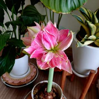 ジョイフル本田の投稿画像一覧 Greensnap グリーンスナップ