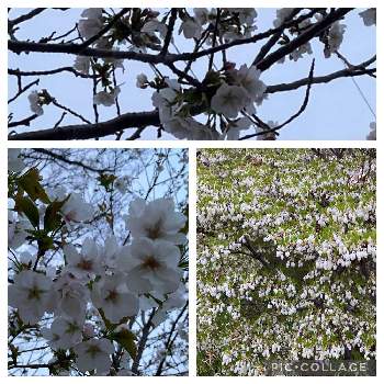 ドウダンツツジの花の画像 by まるさん | お出かけ先と桜 ソメイヨシノと薄ピンク色の花と公園のサクラと可愛い〜♡とドウダンツツジの花