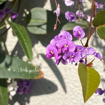 ハーデンベルギア,花のある暮らし,小さな小さな庭,晴れの日の1枚の画像