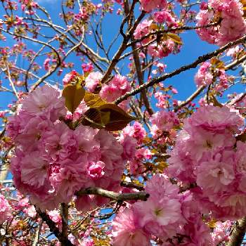 空と花の画像 by tanikumiさん | ピンクの花と空と花と春のお花と空と木