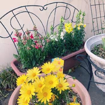 オステオスペルマム キララの画像 by Ikumin♡さん | 小さな庭と金魚草とオステオスペルマム キララと花のある暮らし