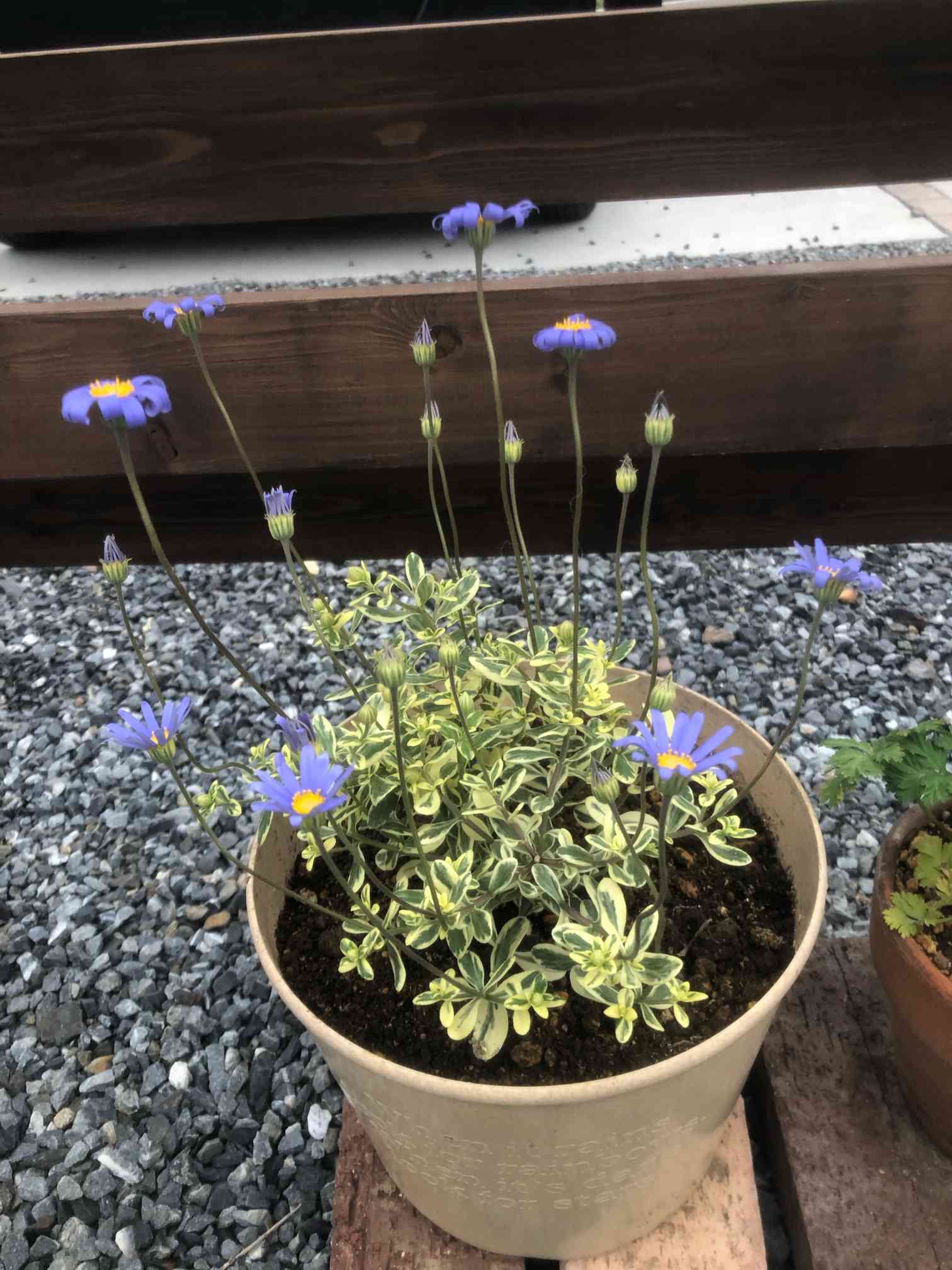 E☘️ブルーデージー苗☘️　❤抜き苗❤　選べるおまけつき　無農薬 E☘️ブルーデージー苗☘️ ❤抜き苗❤ 選べるおまけつき 無農薬 E