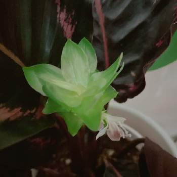 カラテア ドッティの投稿画像一覧 Greensnap グリーンスナップ