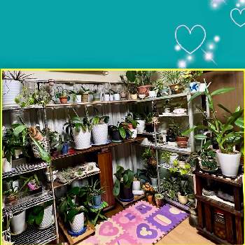 ミニカトレアの画像 by ナナちゃんさん | 部屋とモンステラとコウモリランと胡蝶蘭とミニカトレアとデンファレとゴムの木とチランジアとわたしの家の観葉植物