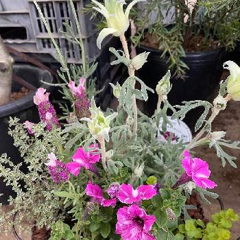 ペチュニア ラズベリージャムの画像 by キャンディータフトさん | 小さな庭とタイムとフランネルフラワーとペチュニア ラズベリージャムとリシマキア オーレアとフレンチラベンダーと寄せ植えとPWと元気が出ると色にこだわると花のある暮らし