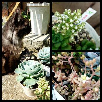 我が家の愛猫の画像 by ❣️チコちゃん❣️さん | 小さな庭と温泉県大分♨️と緑のある暮らしと花のある暮らしと春を感じると多肉ど素人と我が家の愛猫