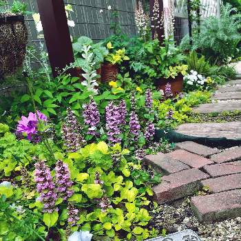 シェード小道の画像 by hinamama ♡さん | 小さな庭とシェードガーデンとシェード小道とトランプステップストーン