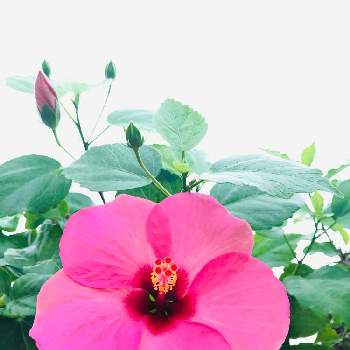 アドニス♡の画像 by 小豆ᙚᵐⁱᒻᵉ¨̮♡さん | 窓辺とアドニス♡と開花と夏よ来いと ハイビスカスと花のある暮らし