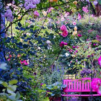 ❤️透き通る美しさの画像 by emuzupapaさん | 広い庭とWEEKEND FLOWERとばら バラ 薔薇とオープンガーデンとGS映えとつるバラとナチュラルガーデンとGS日和とイングリッシュガーデンとバラ・オールドローズとガーデニングdiyとガーデニングと花のある暮らしとローズガーデンときれいな景色と❤️透き通る美しさと花景と色あざやかとカメラ好き☆と庭の宿根草