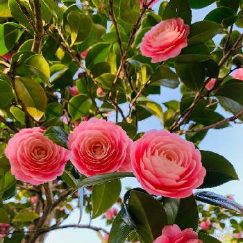 乙女椿の花の画像 by のばらさん | 広い庭とおはようと乙女椿の花と❤️M.family❤️と福島からのエールとピンクのお花と乙女色クラブ