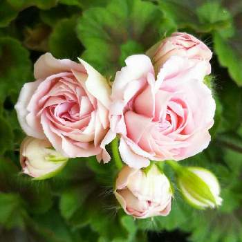 バラ咲きゼラニウムの画像 by すみれさん | ゼラニウム ミルフィーユローズとバラ咲きゼラニウムとピンクのお花とがんばろう1.17としあわせ運べるようにとピンクで繋がるお友達