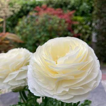 素敵なラナンキュラスの画像 by いもさん | テラスとラナンキュラスと白いラナンキュラスとラナンキュラス♪と素敵なラナンキュラスと❇︎ラナンキュラスと花のある暮らしと白い花