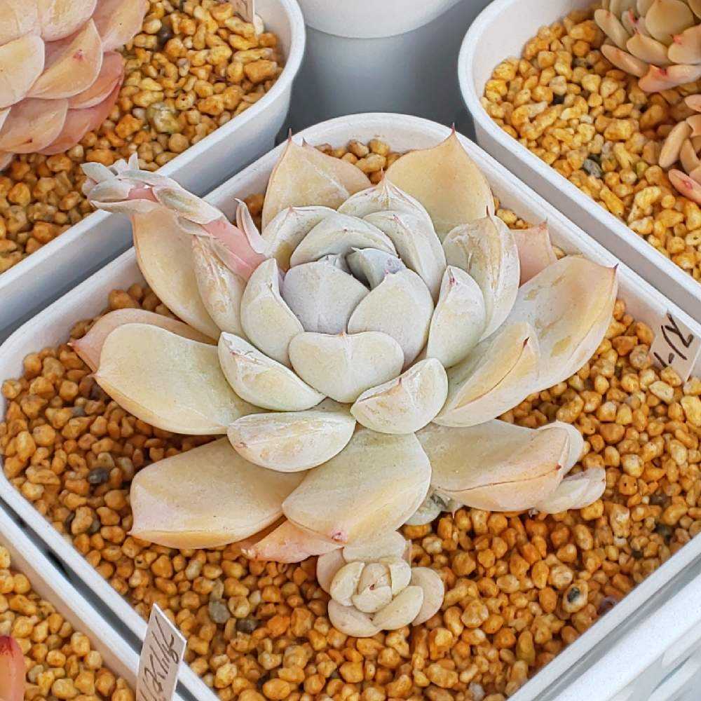 多肉植物 スノーバニー 抜き苗 （ポット9cmサイズで撮影） 多肉植物 スノーバニー 抜き苗 （ポット9cmサイズで撮影