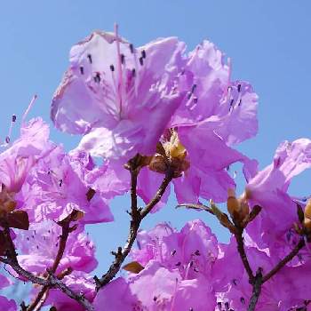 エゾムラサキツツジの画像 by かすみそうさん | お出かけ先とエゾムラサキツツジと花のあるくらしとピンクの花と花に魅せられてと可愛い〜♡と乙女色クラブとリフレッシュ♡といやし♪
