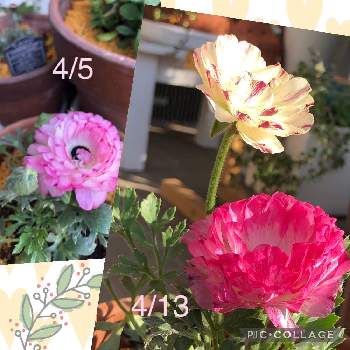 水曜日の画像 by ゆーゆさん | 小さな庭とラナンキュラス  スプリンクルとオフコースつながりとGSに感謝。と水曜日と可愛い〜♡と平和を願うと武器ではなく花を