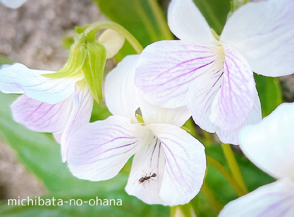 スミレの投稿画像 By ゆうなさん 春のお花と白いスミレと野生の花と道端に咲く花とスミレとアリとお出かけ先と春のお花と白いスミレと野生の花と道端に咲く花 とスミレとアリ 22月4月13日 Greensnap グリーンスナップ Greensnap グリーンスナップ
