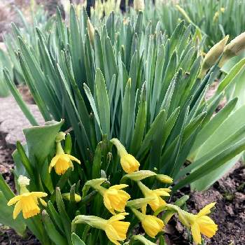 ミニ水仙の画像 by なごこさん | 小さな庭とラッパ水仙とミニ水仙と球根植物と花のある暮らしとわれら17年組と幸せの黄色いお花