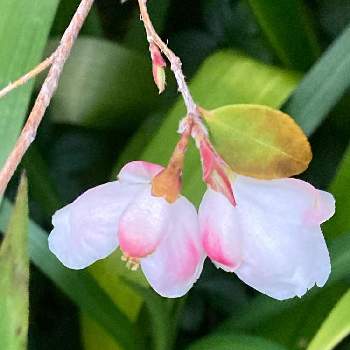 ツバキの花の投稿画像一覧 Greensnap グリーンスナップ