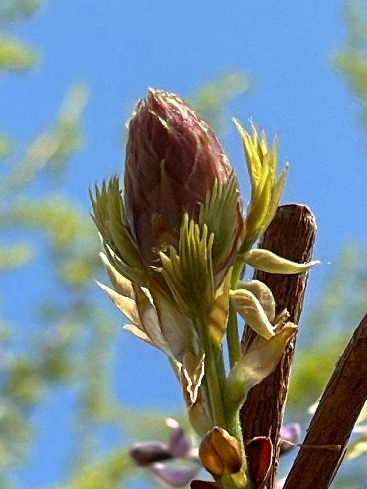 藤の花も咲き始める季節。蕾があっという間に花序に変身する不思議な花です♪鞘の炸裂音にびっくり‼️｜🍀GreenSnap（グリーンスナップ）