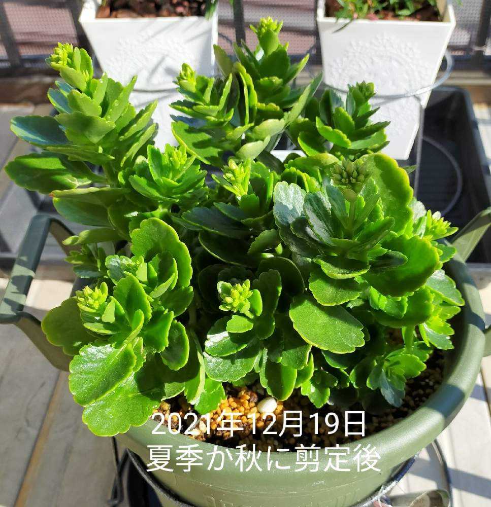 カランコエ（オレンジ色） 記録｜🍀GreenSnap（グリーンスナップ）