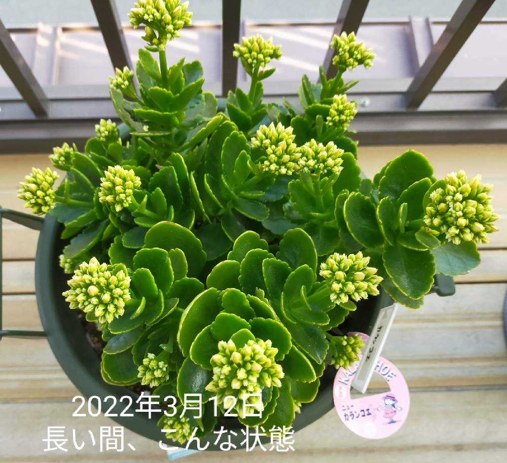 カランコエ（オレンジ色） 記録｜🍀GreenSnap（グリーンスナップ）