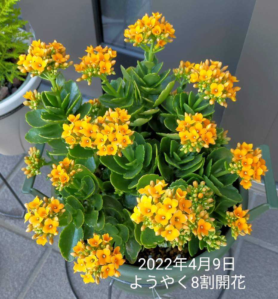 カランコエ（オレンジ色） 記録｜🍀GreenSnap（グリーンスナップ）