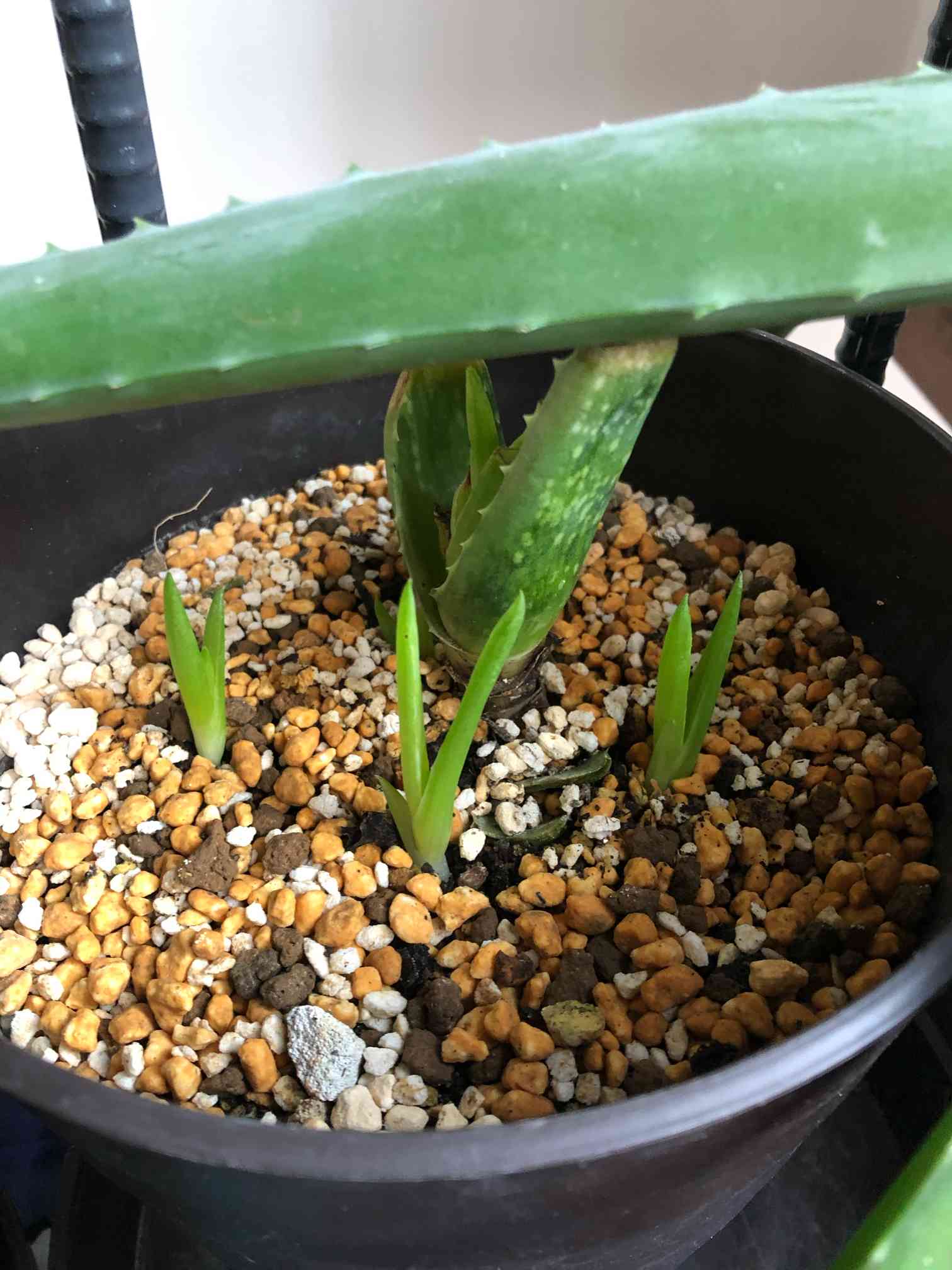 2022.3〜アロエの赤ちゃん？｜🍀GreenSnap（グリーンスナップ）