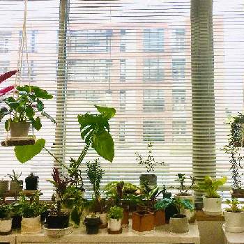 定点観測の画像 by tomamaさん | 窓辺と観葉植物いろいろと定点観測とオフィスと観葉植物と100均と部屋の中とダイソーと職場とハンギングと増えすぎとわたしの家の観葉植物