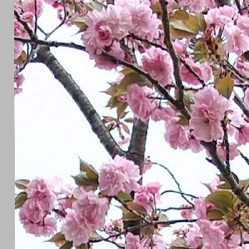 ビンクの花♡の画像 by ビビ⋅アンさん | 2019同期とビンクの花♡と世界平和とラブリー♡とありがとう♡と八重桜＊とピンクワールドと毎日の癒しと「戦争のない、平和な世界に」と出先にてと穏やかな1日を*。とバラ科と❤️桜リレー♬