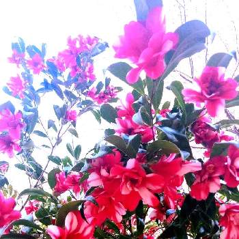 椿　つばき　ツバキの画像 by みいちゃんさん | ツバキの花とツバキのお花とつばきの花と椿　つばき　ツバキと椿 ツバキとツバキ♡