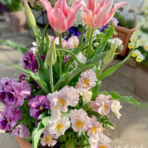 寄せ植え,ガーデニング,可愛い,秋植え球根,花のある暮らしの画像