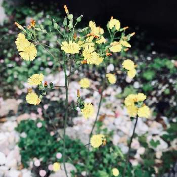オニタビラコの花の画像 by みーたんさん | 小さな庭と名前を教えて！と春のお花とオニタビラコの花
