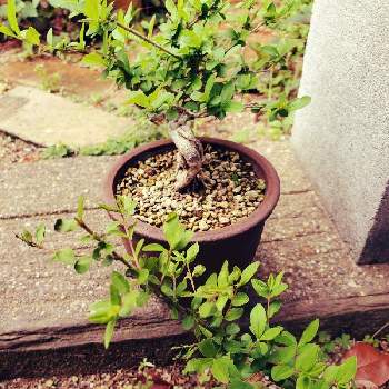 イボタの画像 by RIAN マスターさん | 小さな庭とイボタと荒皮イボタ