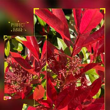 赤い葉っぱの画像 by さっちゃんさん | お出かけ先とベニカナメモチと目を惹く色と花を楽しんでと医療従事者に感謝を込めてと赤い葉っぱと平和を願うと花が好き