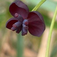 アケビ,アケビの花,ミツバアケビ,山野草,果樹の画像