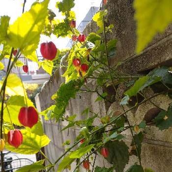 アブチロン チロリアンランプの画像 by レモンさん | 小さな庭と可愛い♡とアブチロン チロリアンランプといやし♡とおうち園芸