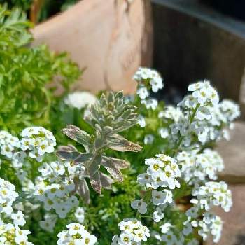 ウエストリンギア・スモーキーホワイトの画像 by mimozaさん | 小さな庭とフッチンシアとウエストリンギア・スモーキーホワイトと白い水曜日♡