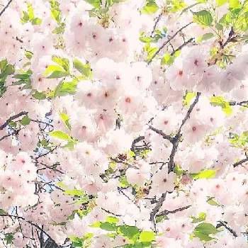帰宅途中の画像 by シマちゃんさん | 八重桜と帰宅途中とつながりに感謝とGSのつながりに感謝