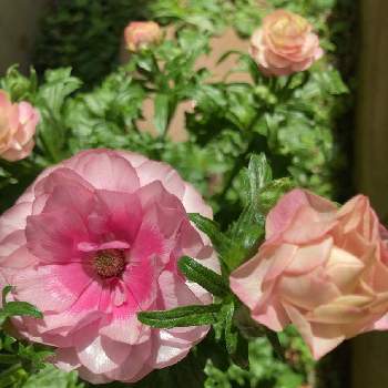 ラナンキュラス ラックス ヘラの投稿画像一覧 Greensnap グリーンスナップ ラナンキュラス ラックス ヘラの投稿画像一覧 Greensnap グリーンスナップ