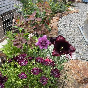 凛としての投稿画像一覧 Greensnap グリーンスナップ