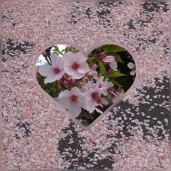 桜の花びらの画像 by デコポンさん | お出かけ先と桜の花びらと桜　さくらと春爛漫なり！とさくらまつりと道端で♪と桜フォトコン2022