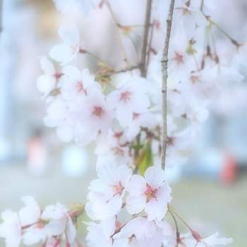 自生地の画像 by 空海さん | お出かけ先としだれ桜と山野草と自生地と桜フォトコン2022と希少としだれざくら、