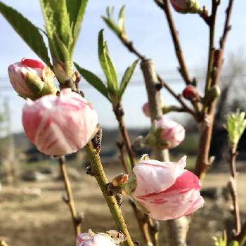 桃の花の画像 by ホッチキスさん | 源平桃と桃の花と世界平和とうつくしま福島とコロナ退散と元気！と良い色❤︎とめんこいべ。
