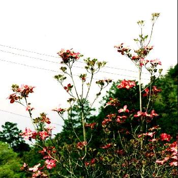 通り道のお宅にの画像 by m＆oさん | お出かけ先と赤い花水木と通り道のお宅にと朝の散策路