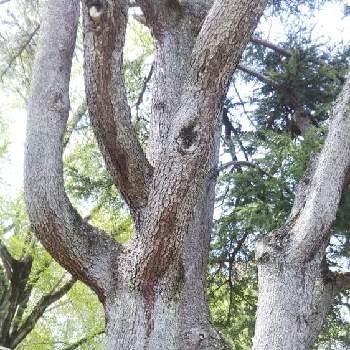 ヒマラヤスギの木の画像 by akkoさん | 広い庭とヒマラヤスギの木